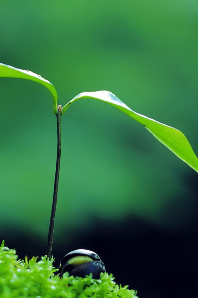 Молодой росток