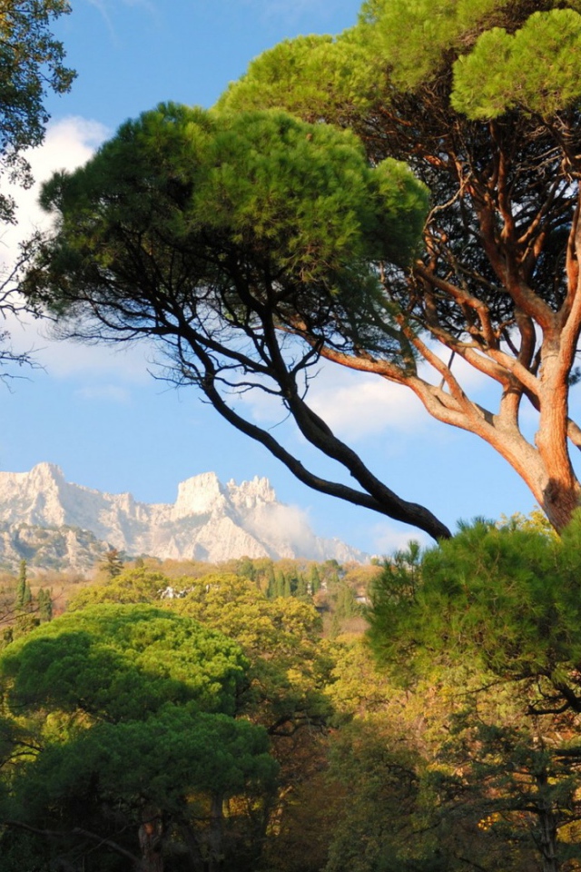 Белые вершины гор