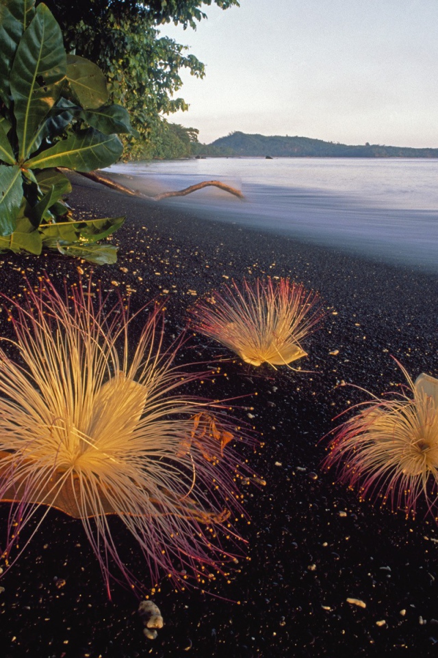 Черный пляж в Индонезии