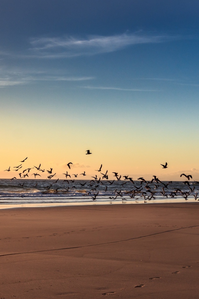 Собака гоняет птиц на пляже