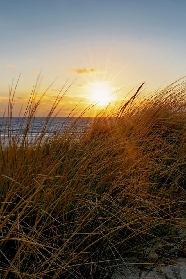 Трава на пляже