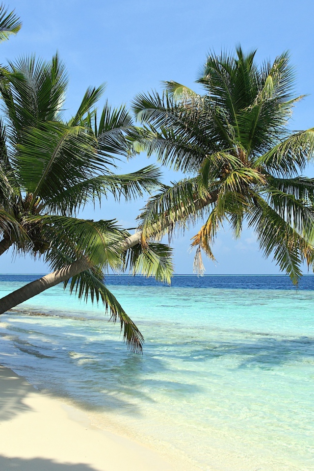 Пальмы над пляжем