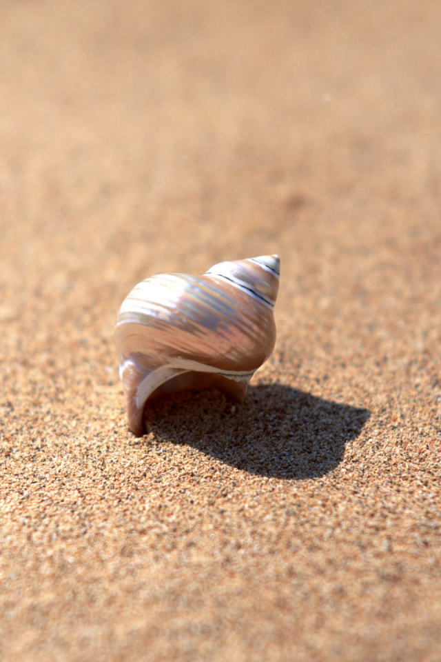 Ракушка в песке
