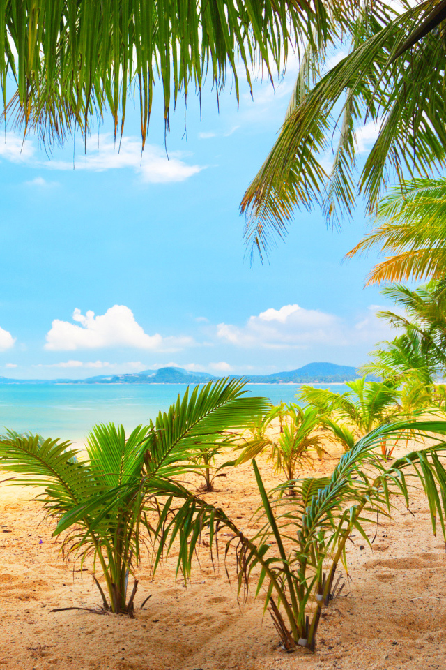 Молодые пальмы на пляже