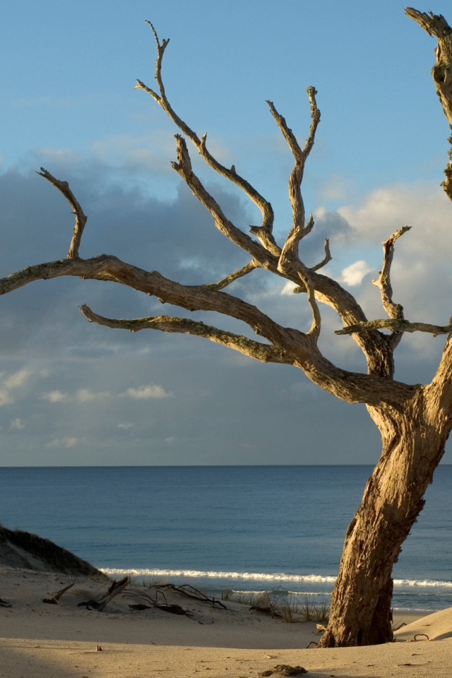 Засохшее дерево на берегу океана