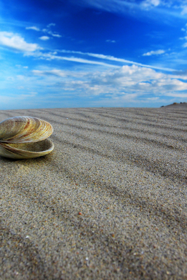 Ракушка на пляже
