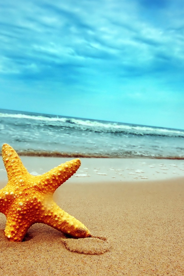 	   Starfish in sand beach