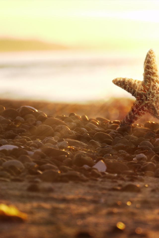 Морская звезда на камнях