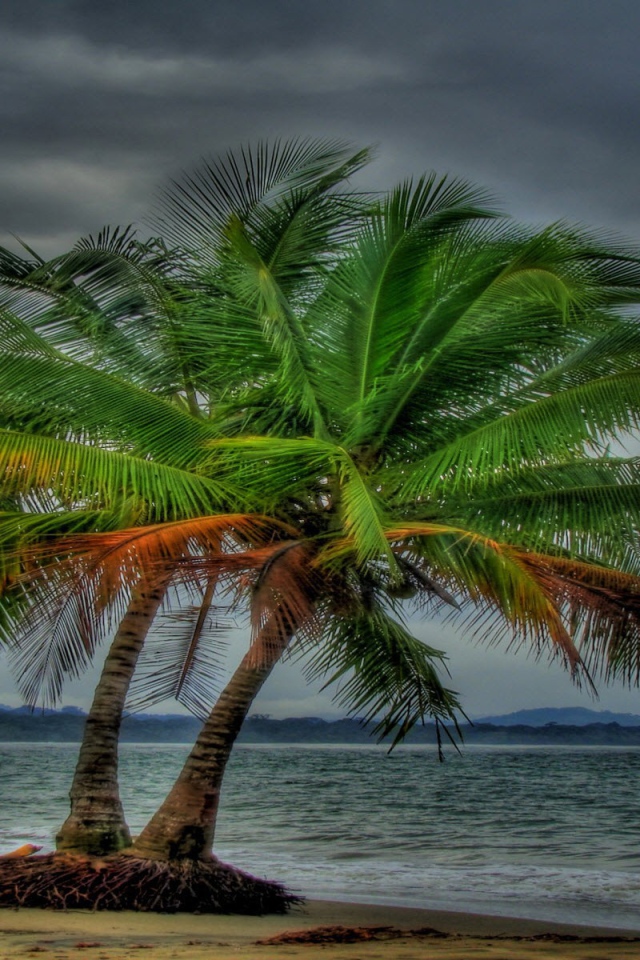 Два дерева на пляже