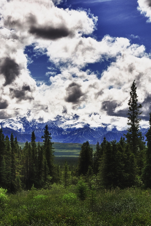 Красивые облака над лесом