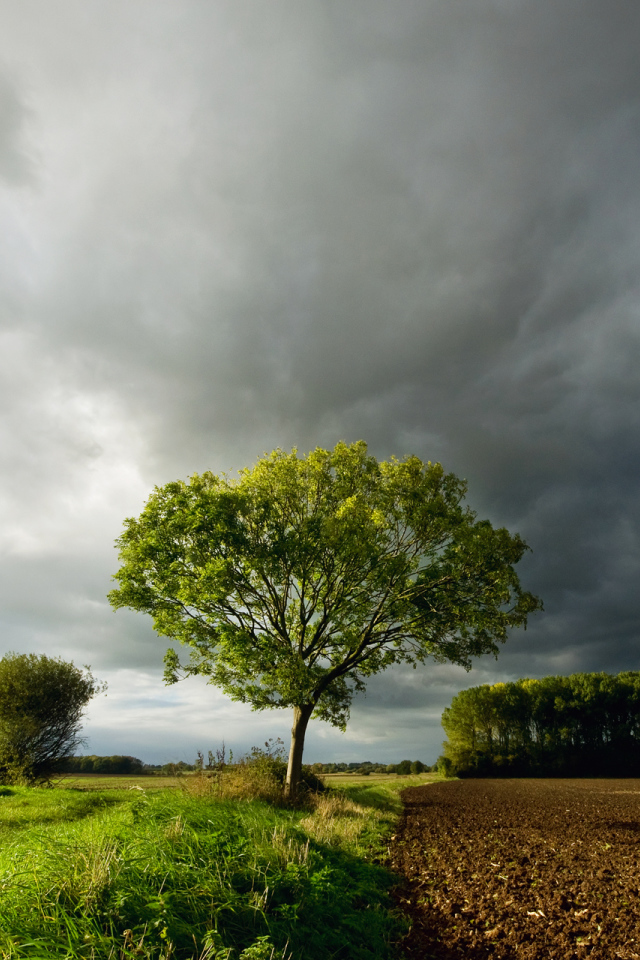 Дерево под темными облаками