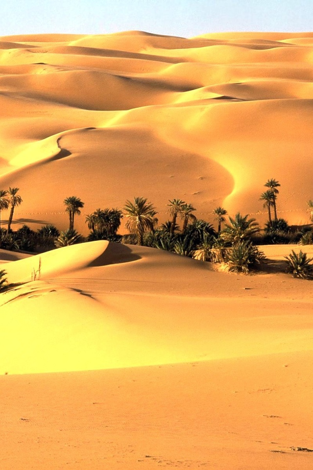 Оазис в пустыне