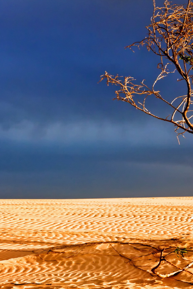 Мертвое дерево в пустыне