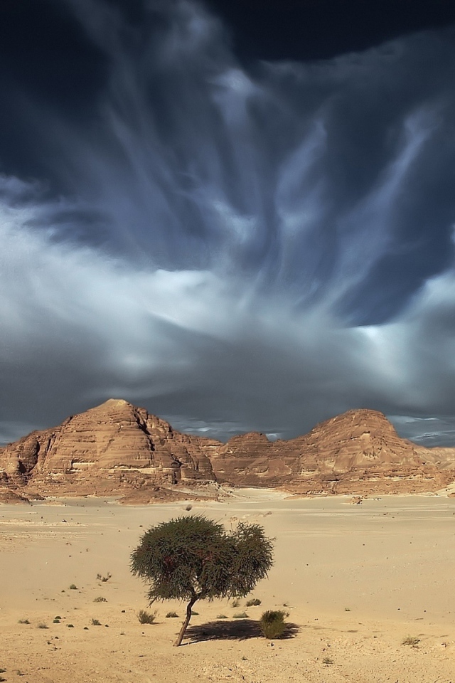 Одинокое дерево в пустыне