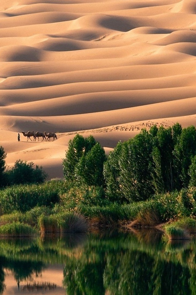 Оазис в пустыне