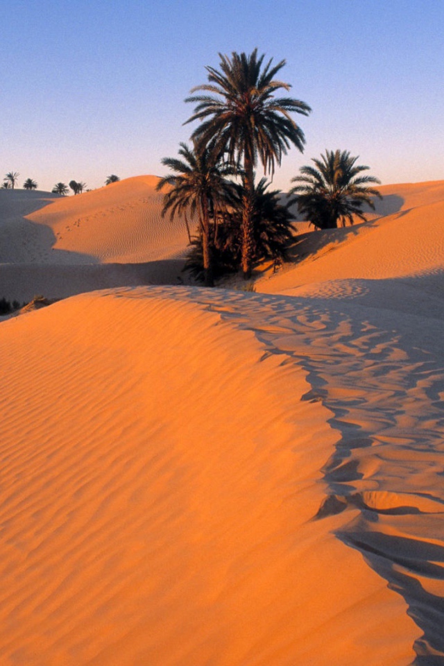 Пальмы в песке пустыни