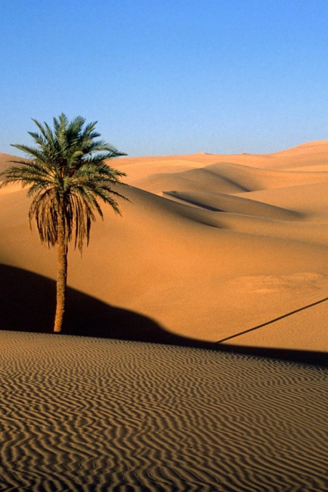 Дерево в пустыне