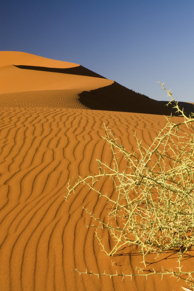 Дикая пустынная колючка