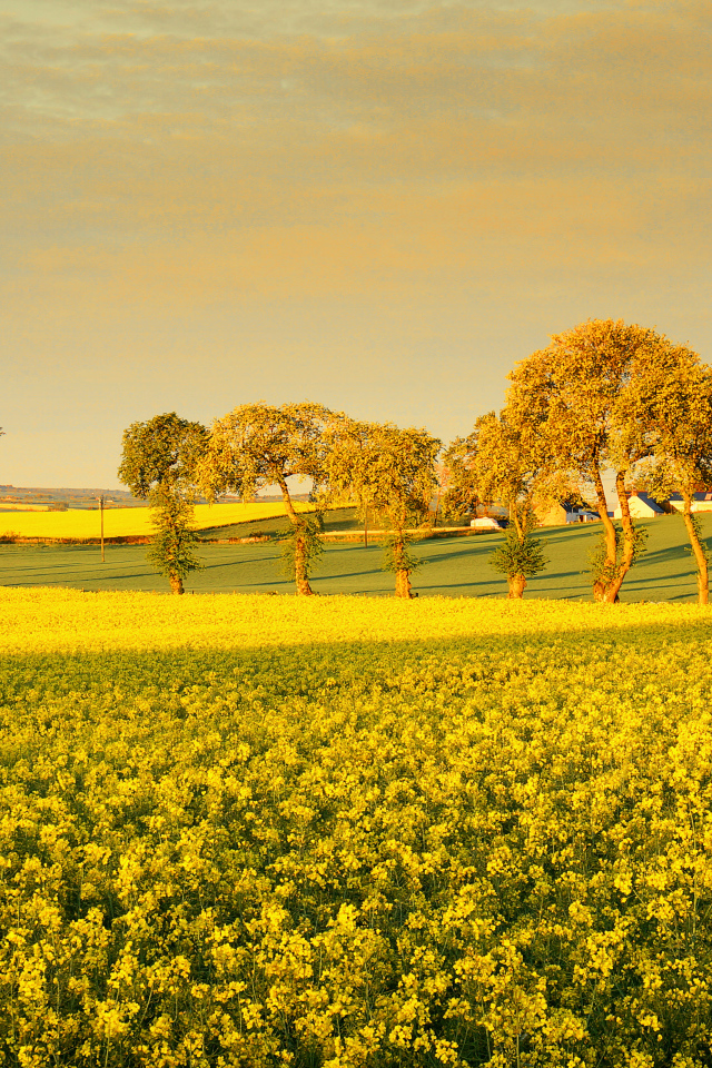 Деревья среди поля
