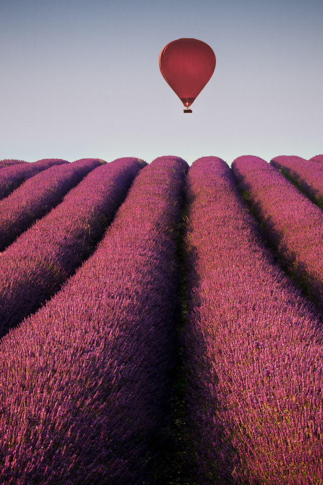 Воздушный шар над полем лаванды