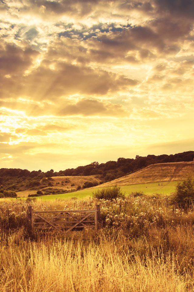 Красивое поле вечером