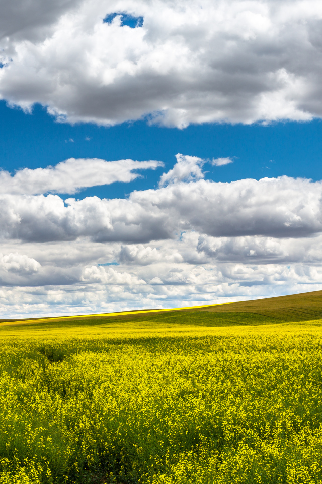 Красивое поле в ясный день