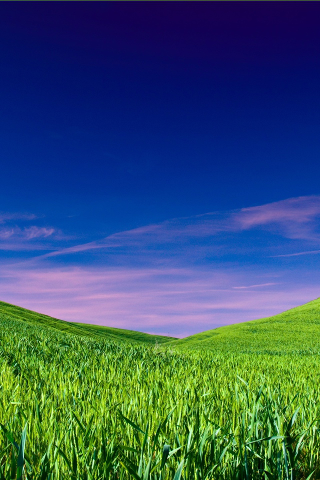 Чистое небо над полем