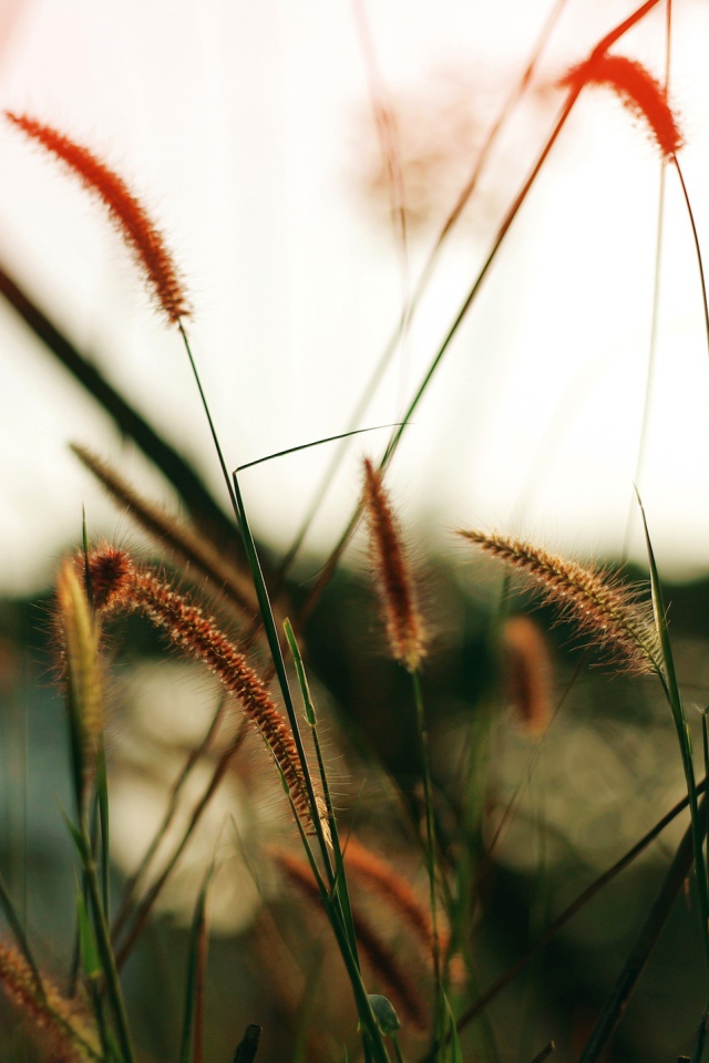 Близкое поле