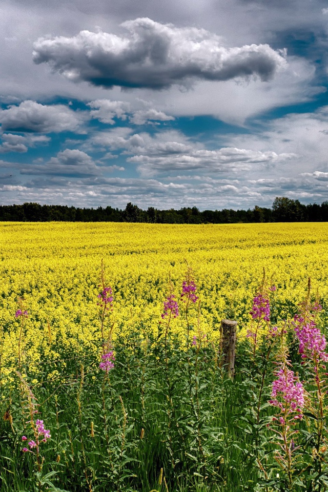 Облака над полем