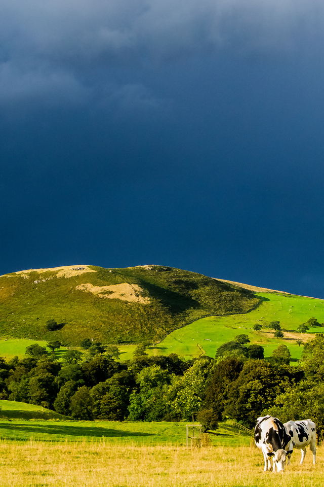 Коровы в поле