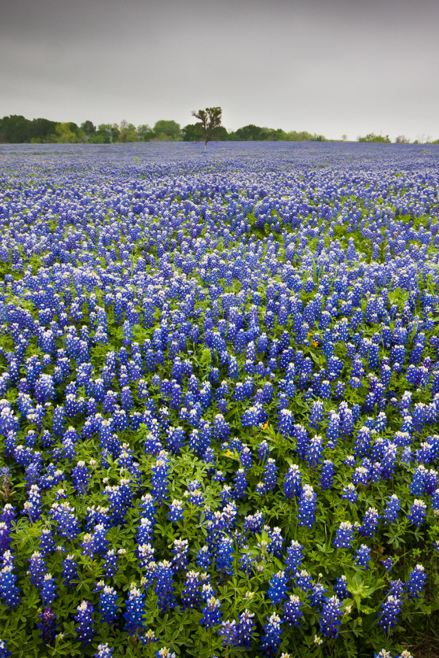 Поле люпина