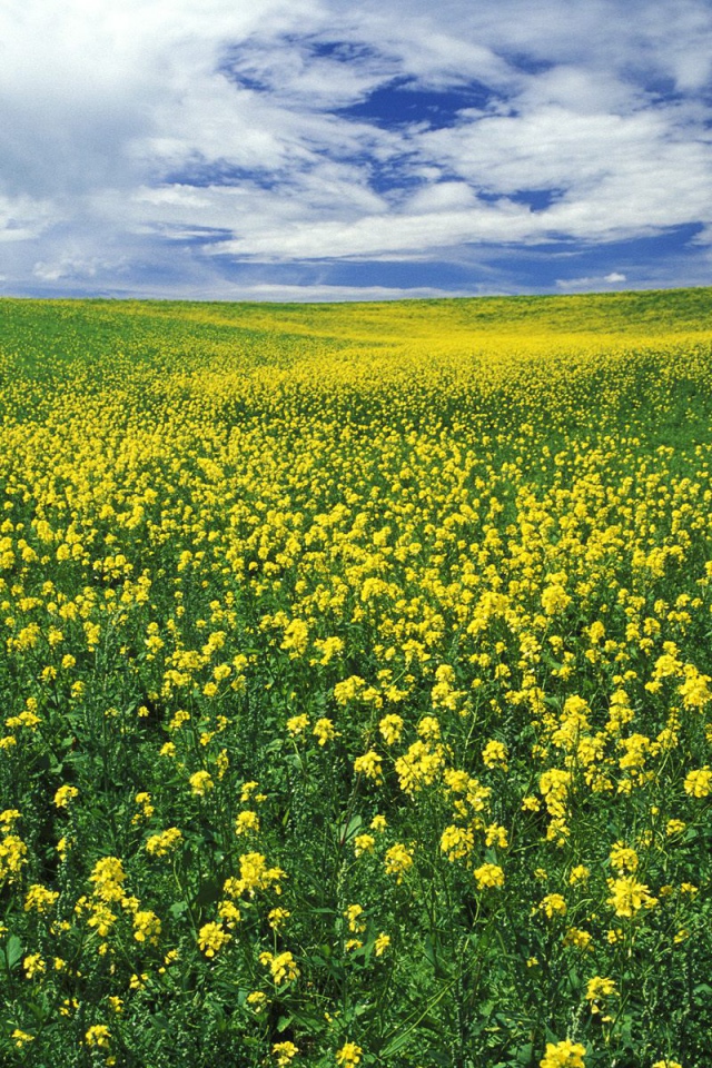 Поле желтых цветов