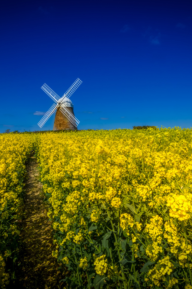 Поле желтых цветов