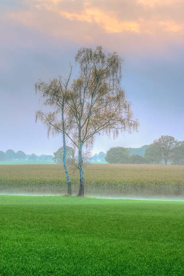 Туман над полем