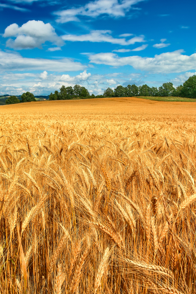 Золотое пшеничное поле