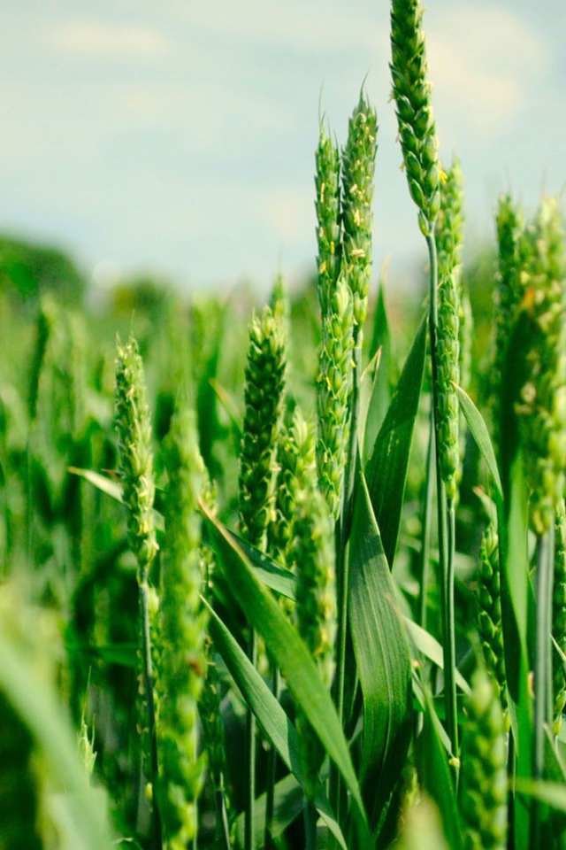 Зеленые колоски пшеницы