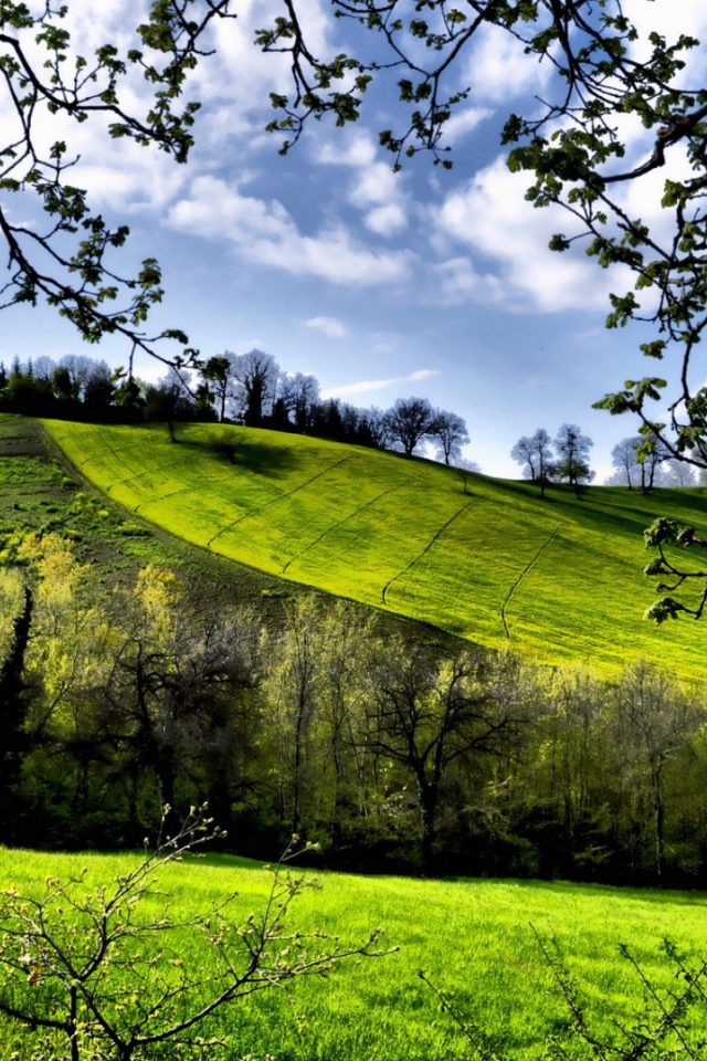 Зеленые весенние луга