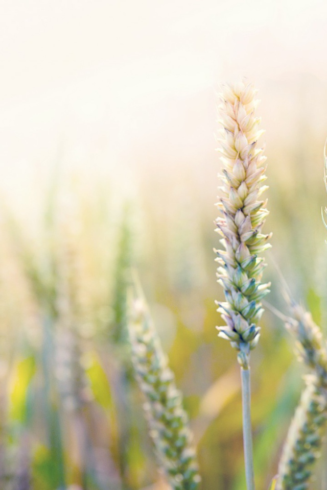 Незрелая пшеница