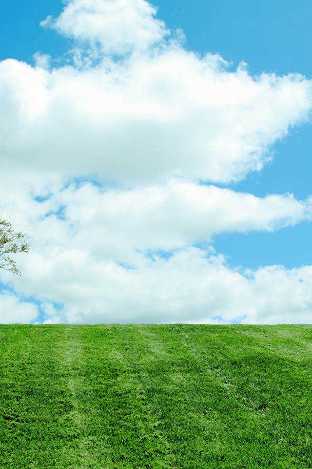 Одинокое дерево на поле