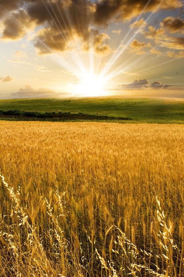 Утро на поле