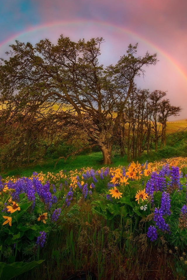 Радуга над полем