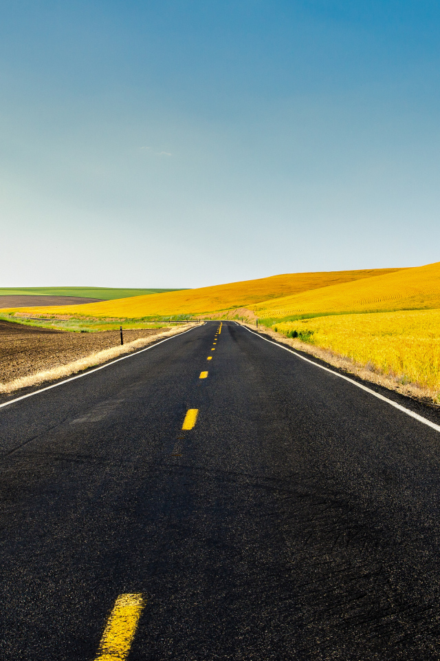 Дорога и жёлтые поля