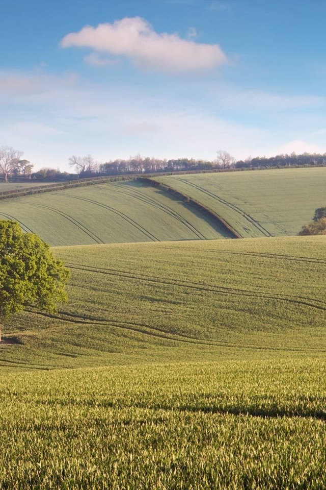 Бескрайние зеленые поля