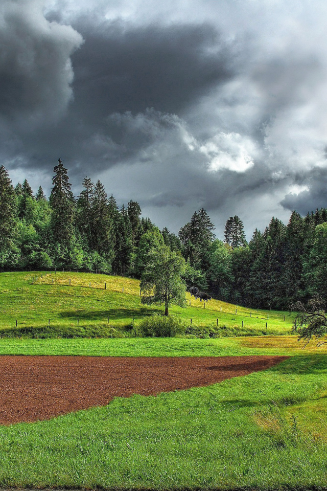 Поле на опушке леса