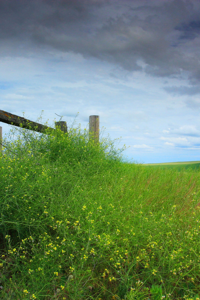 Трава у деревянного забора
