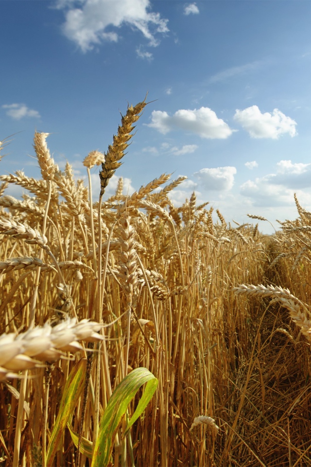 Тропа на пшеничном поле