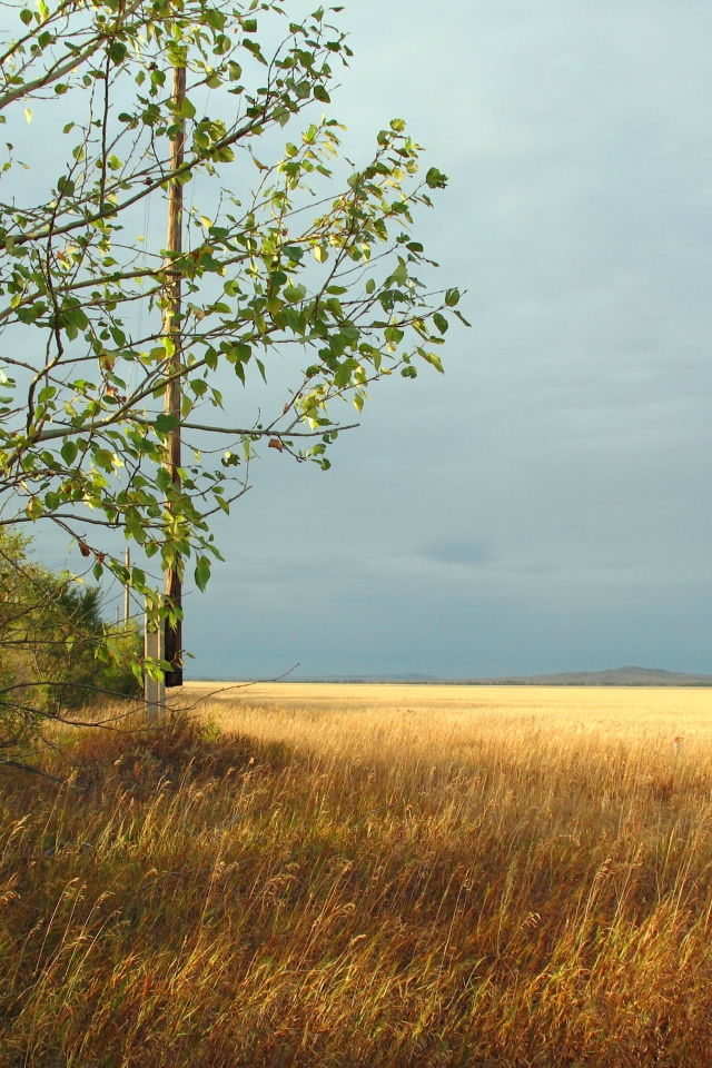Дерево на краю поля