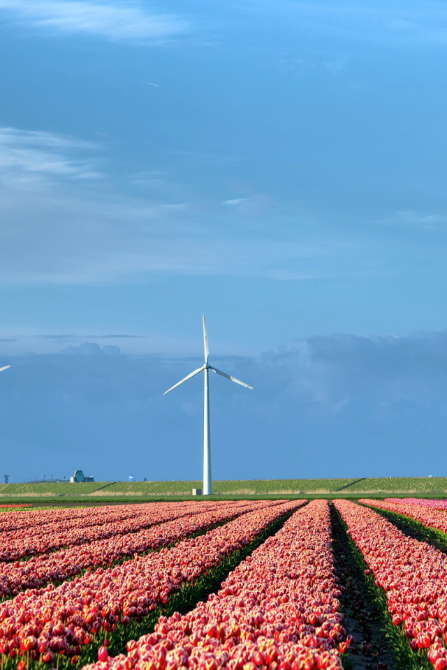 Поле тюльпанов