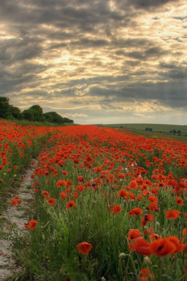 Тропинка через поле мака
