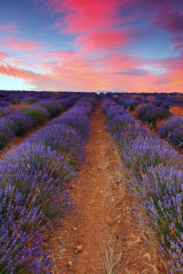 Плантация лаванды